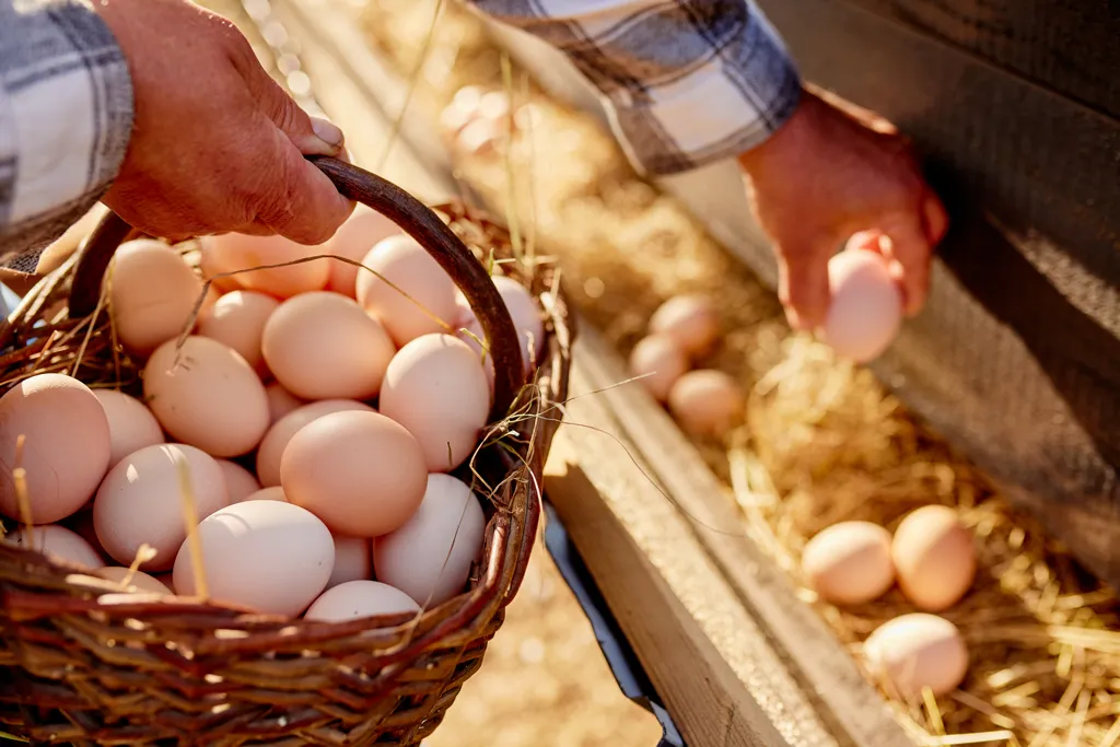 Πότε το αυγό είναι βιολογικό ή ελευθέρας βοσκής και πότε όχι