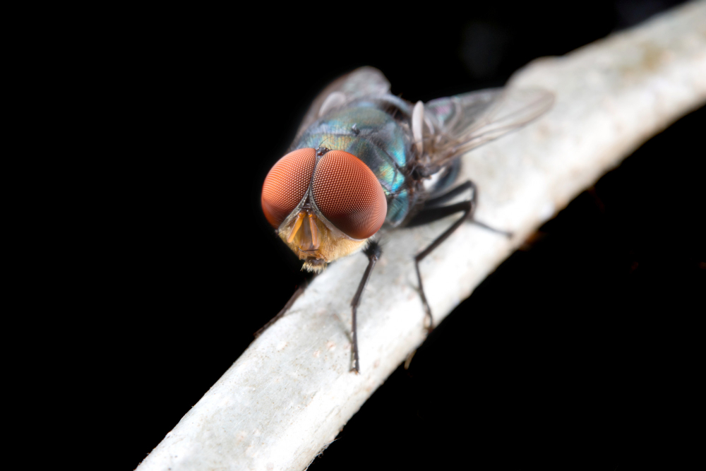 Ογκοκερκίαση, άλλη μια τροπική νόσος που παίρνει τον δρόμο της εξάλειψης
